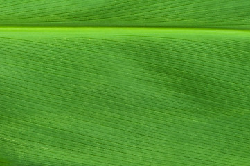 Image showing Natural background of green leaf