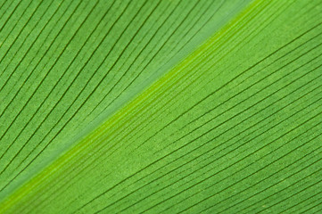 Image showing Natural background of green leaf