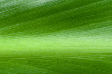 Image showing Natural background of green leaf