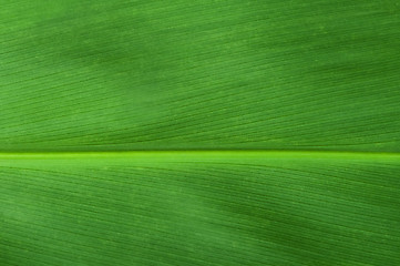 Image showing Natural background of green leaf