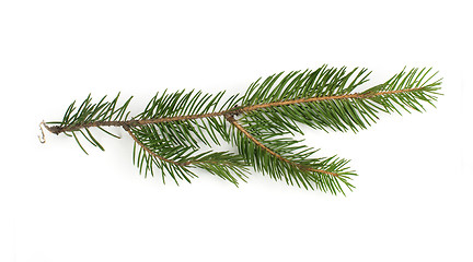 Image showing Fir branch