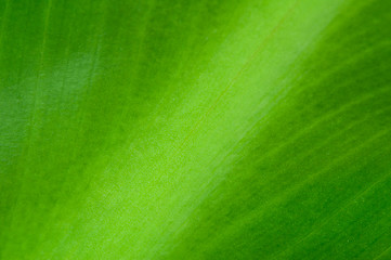 Image showing Natural background of green leaf