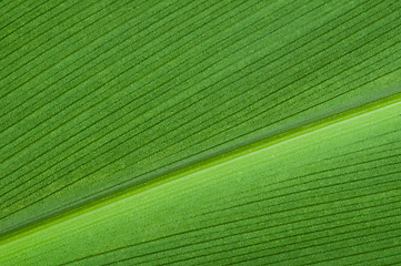 Image showing Natural background of green leaf