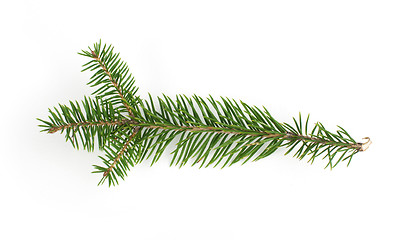 Image showing Fir branch