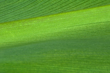 Image showing Natural background of green leaf