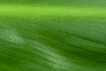 Image showing Natural background of green leaf