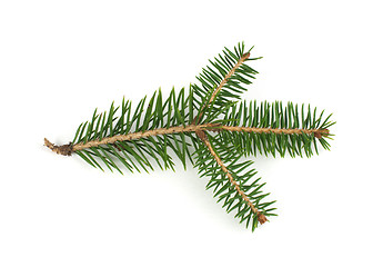 Image showing Fir branch