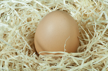 Image showing Raw eggs in straw