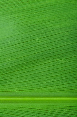 Image showing Natural background of green leaf