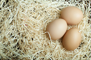 Image showing Raw eggs in straw