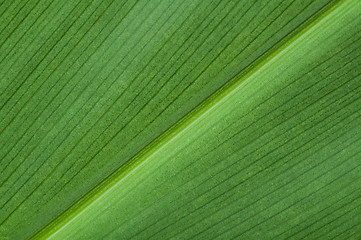 Image showing Natural background of green leaf