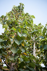 Image showing Teak wood forest