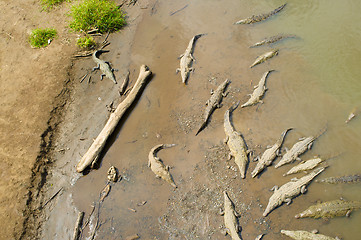 Image showing Resting crocodiles