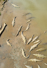 Image showing Group of crocodiles