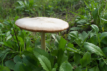 Image showing Growing fungus