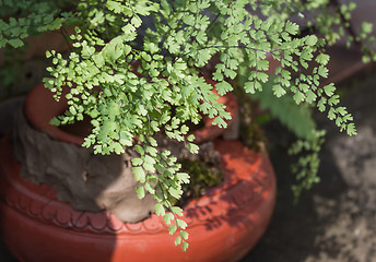 Image showing Dynamic fern leaves composition on water clay pot