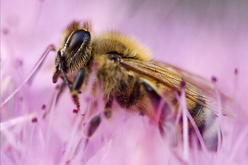 Image showing bee in the pink