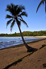 Image showing nosy be boat palm and coastline