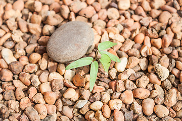 Image showing A sprout growing from pebbles 