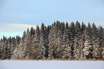 Image showing Landscape of Snowy Winter Forest