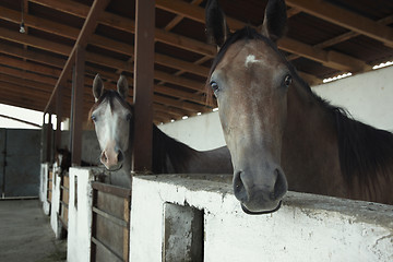 Image showing Horses in the stable