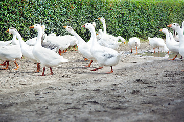 Image showing White gooses