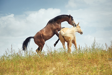 Image showing Horses playing