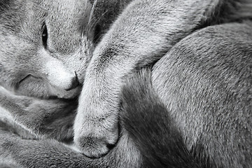 Image showing Sleeping cat