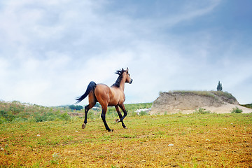 Image showing Running horse