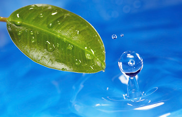 Image showing Leaf and water