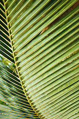 Image showing Palm leaf