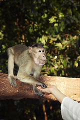 Image showing Contact with monkey