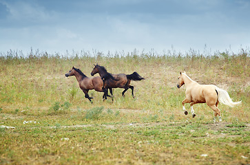 Image showing Horses of Kazakhstan