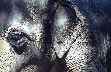 Image showing Elephant