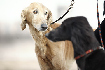 Image showing Two Turkmenian greyhound dogs