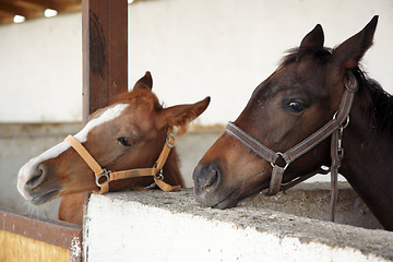 Image showing Horses