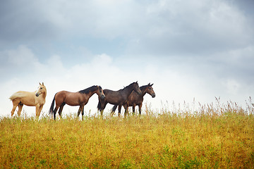 Image showing Four horses in the steppe