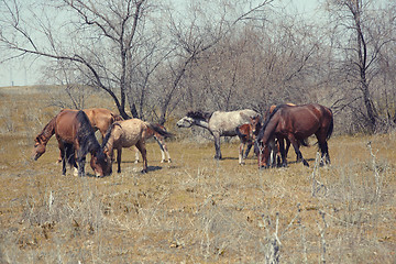 Image showing Horses