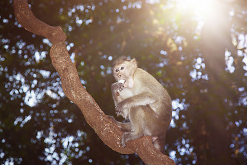 Image showing Eating monkey