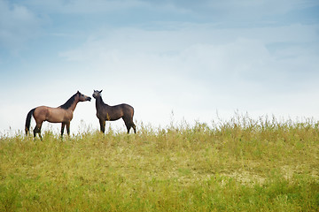 Image showing Two horses