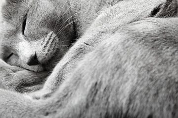 Image showing Sleeping cat