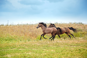 Image showing Running horses