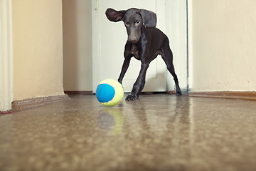 Image showing Dog and ball