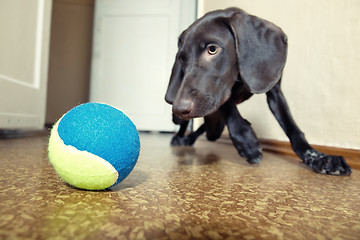 Image showing Dog and ball