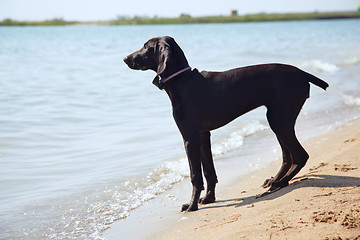 Image showing Solitude of dog