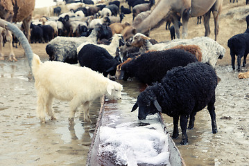 Image showing Watering place