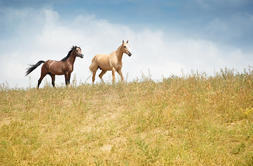 Image showing Two horses