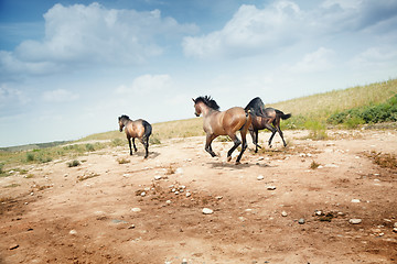 Image showing Horses