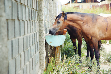 Image showing Drinking place for horses