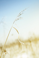 Image showing Wheat in winter